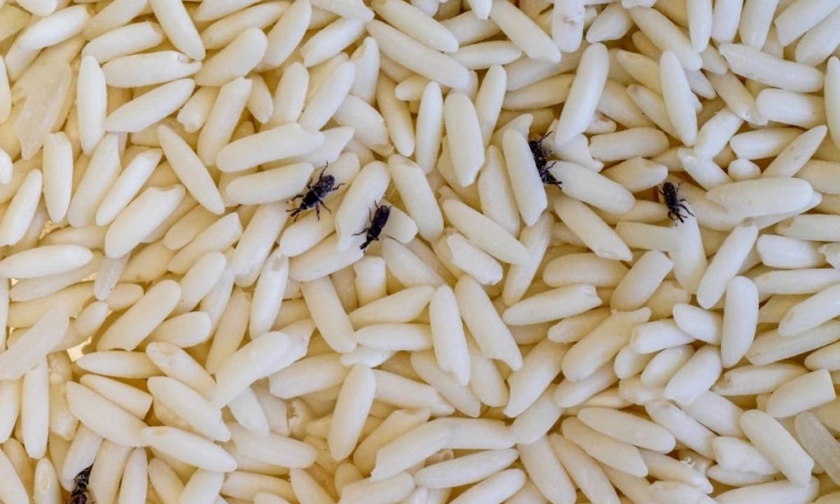 como-evitar-los-gorgojos-en-el-arroz